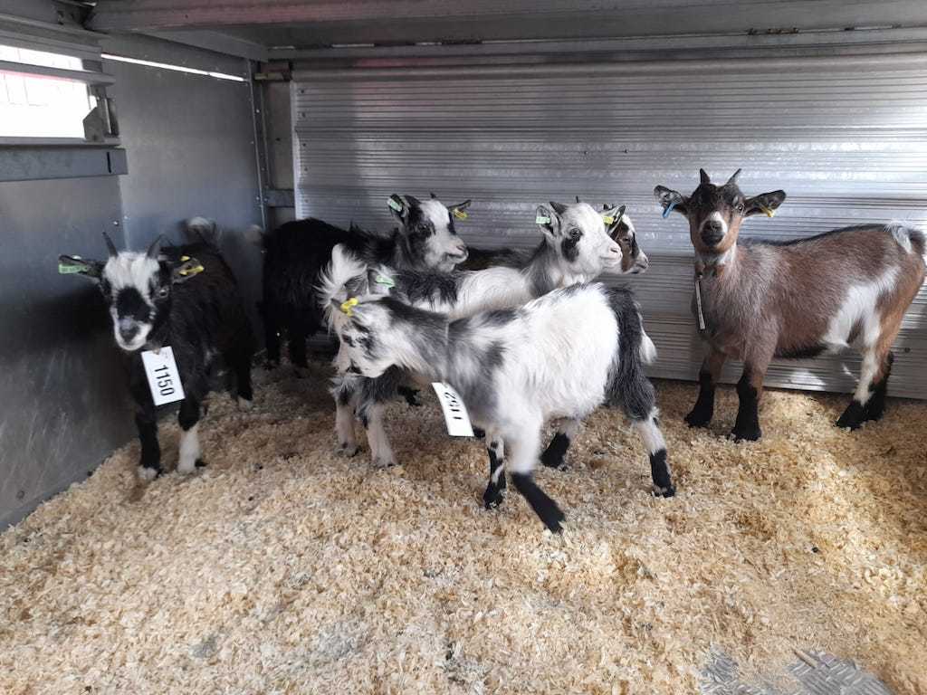 goats-in-transit