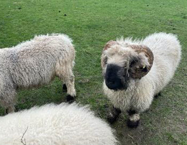 New Rams To Produce Cute Lambs