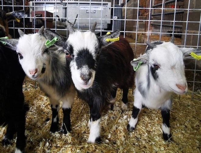 Pigmy Goat Boys