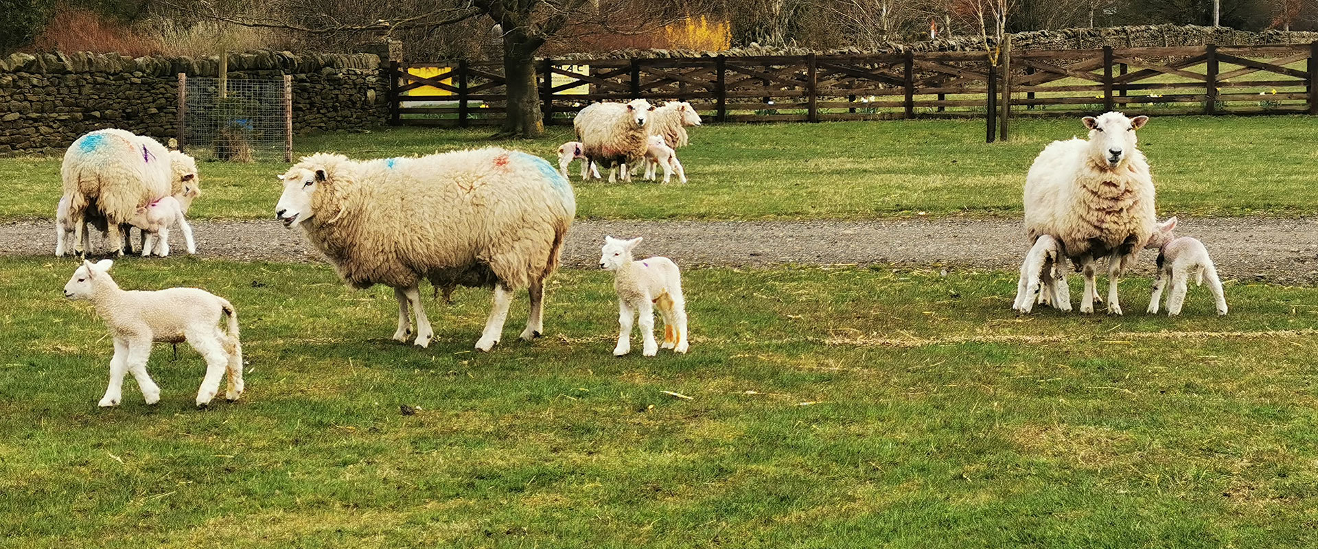 Meet the Animals - About Us : Haystax Inclusive Farm Experience